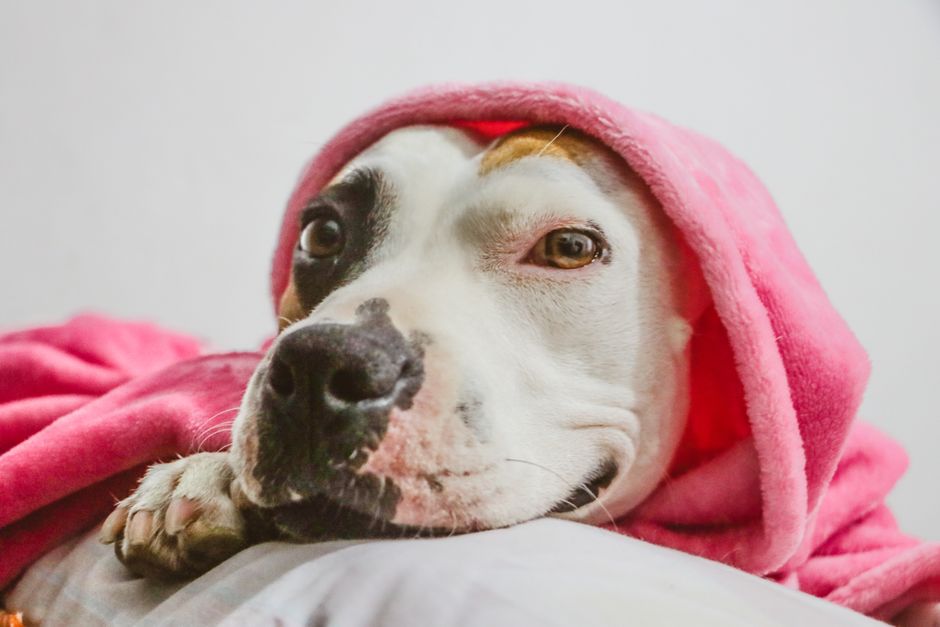 Adorable American Pit Bull Terrier snug in a pink blanket, resting indoors.