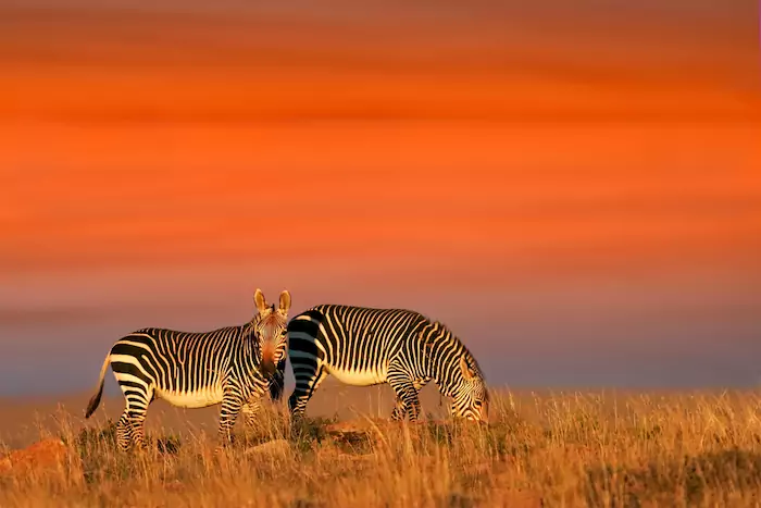 Planning Your First South African Safari With Family