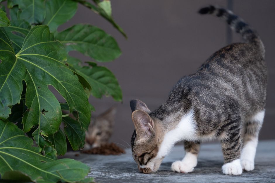 Automatic Cat Feeders For Multi-Cat Households: 5 Automatic Cat Feeder Myths That Cost Multi-Cat Homes