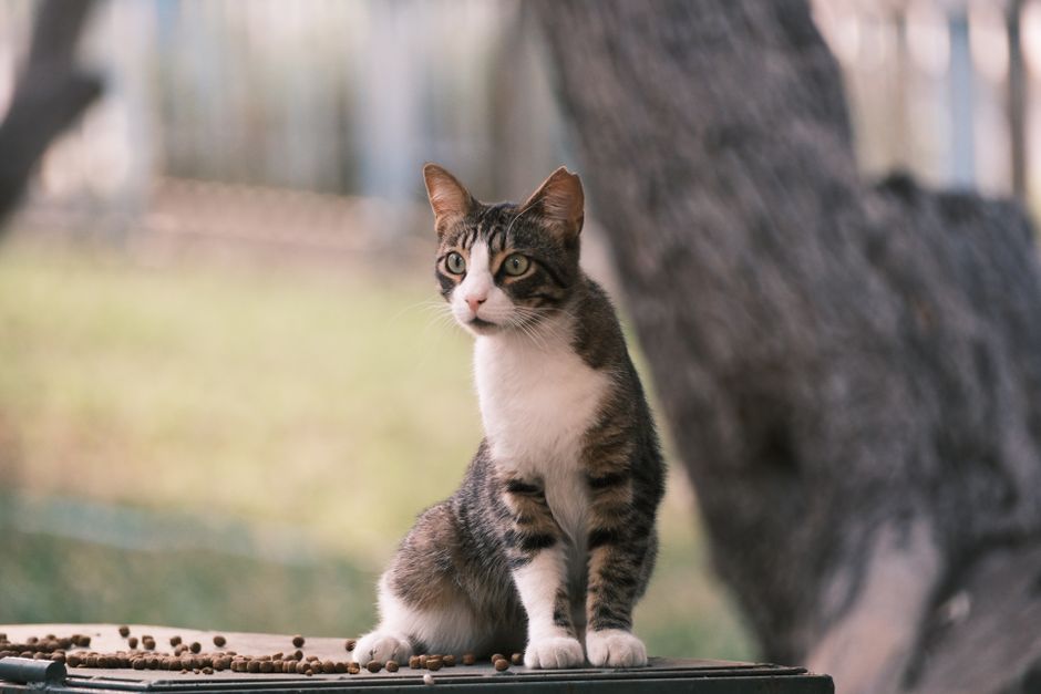 Automatic Cat Feeders For Multi-Cat Households: Best Automatic Cat Feeders for Multi-Cat Homes: Fair Portions