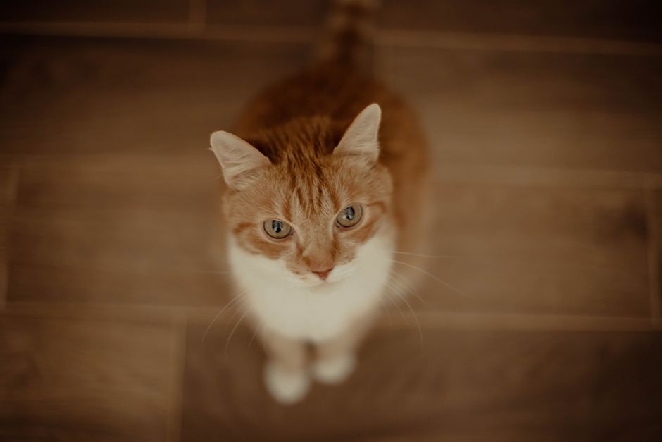 A top-down view of a ginger tabby cat looking up, captured indoors on a wooden floor.