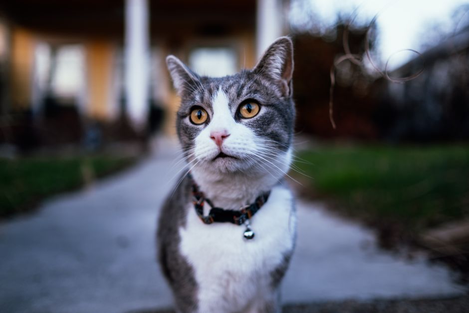 Gray and white cat with a collar posing outdoors in front of a house.