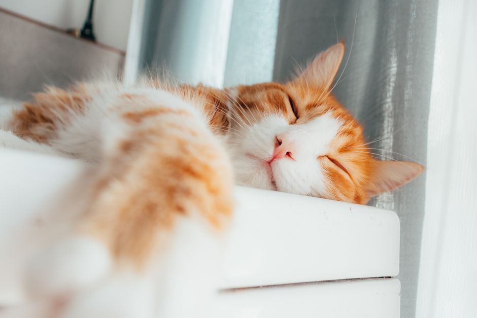 Close-up of a ginger cat with eyes closed, sleeping on a white surface indoors.