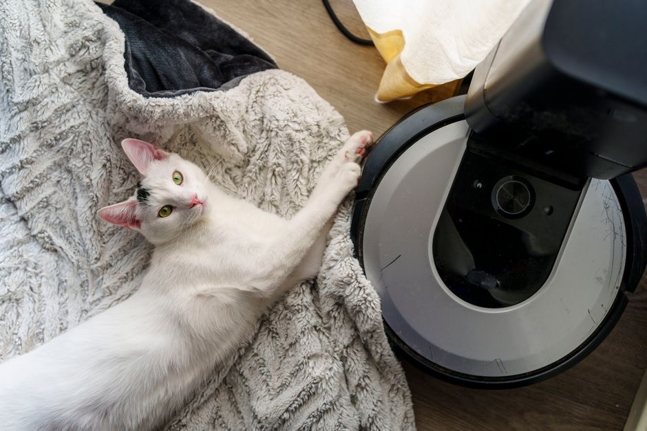 Adorable white cat playing near a robotic vacuum on a cozy blanket indoors.