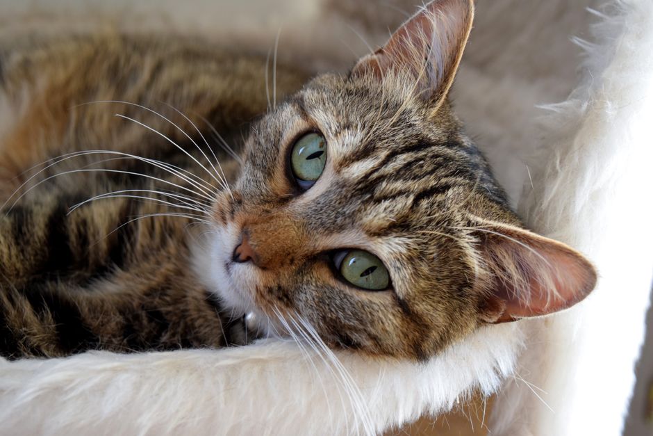 Close-up of a tabby cat with green eyes lounging comfortably indoors on a soft furry bed.