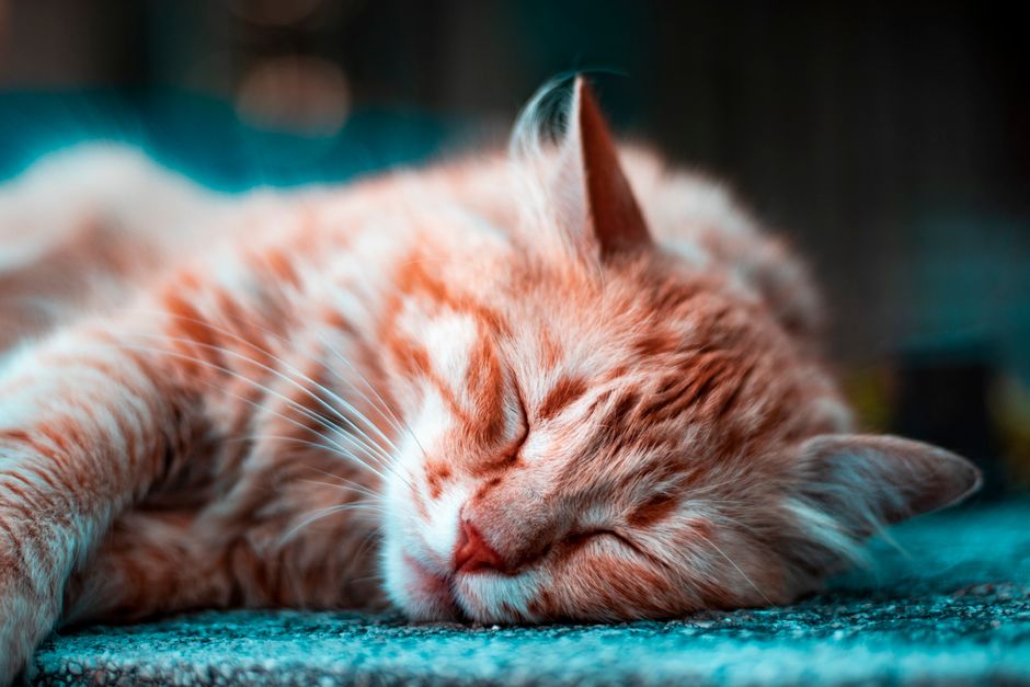 Automatic Cat Feeders for Multi-Pet Homes: What Works and What Fails