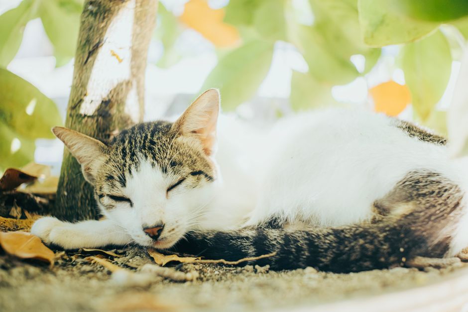 A serene cat lying under the cool shade of a tree, enjoying a quiet nap outdoors.