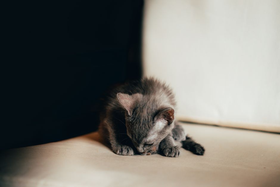 A cute gray kitten resting inside, perfect for animal lovers.