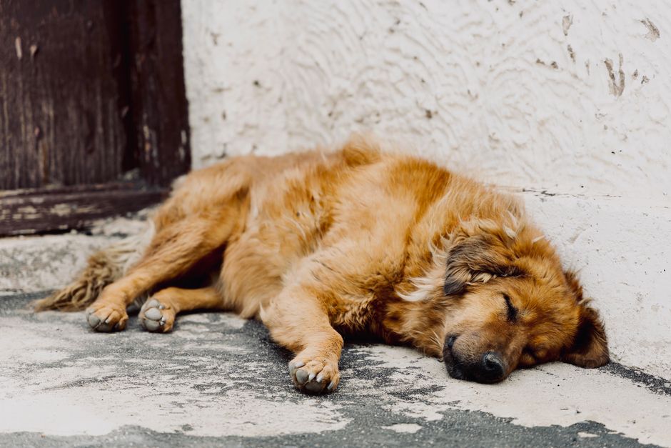A relaxed dog sleeping by a rustic door in Leh, India, showcasing tranquility and warmth.