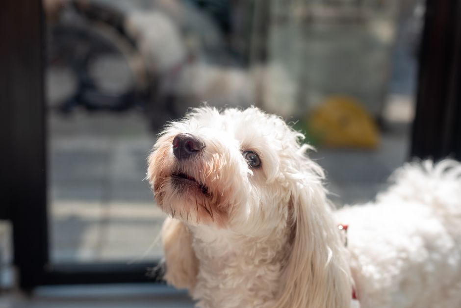 Adorable fluffy white dog looking up, captured in bright sunlight. Perfect for pet enthusiasts.