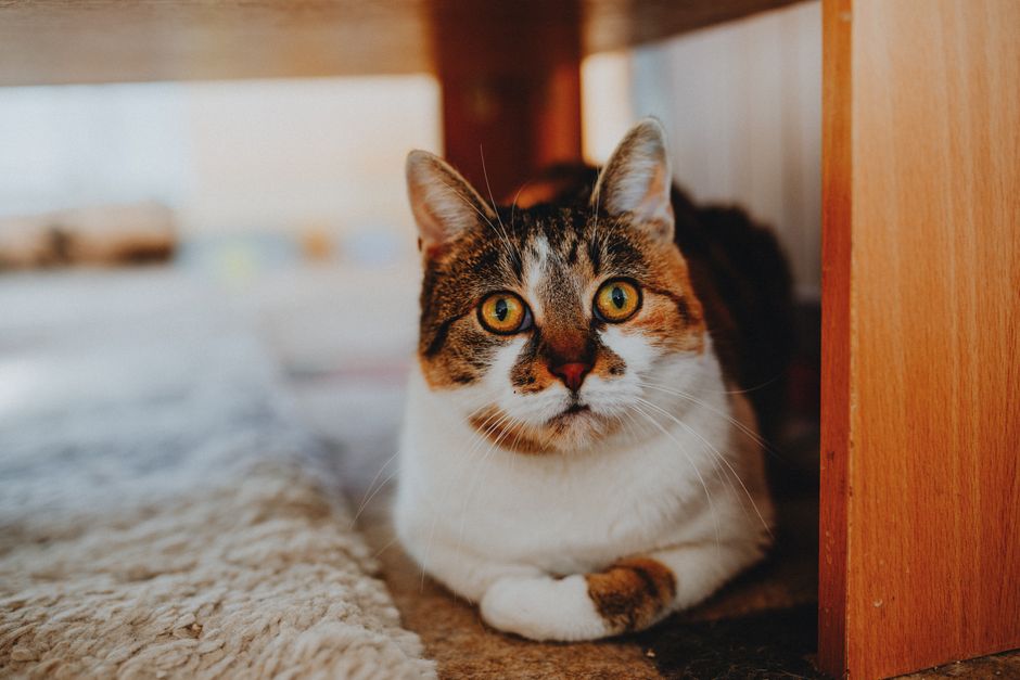 Charming calico cat with bright eyes relaxing under furniture, exuding coziness and warmth.