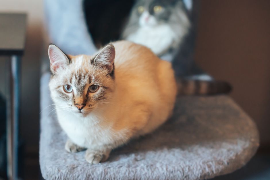 Adorable Siamese cat lounging on a cozy chair indoors, Pермь, Russia.