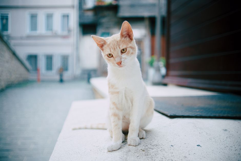Adorable cat sitting on a ledge in a quaint İstanbul alleyway, displaying a curious expression.