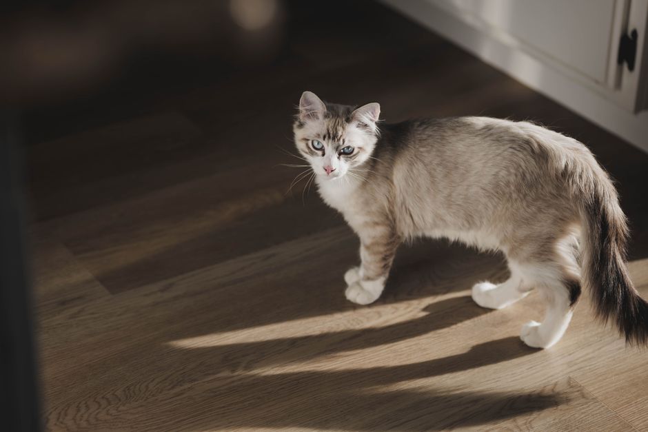 A striking domestic cat stands indoors with sunlight highlighting its fur, casting long shadows.