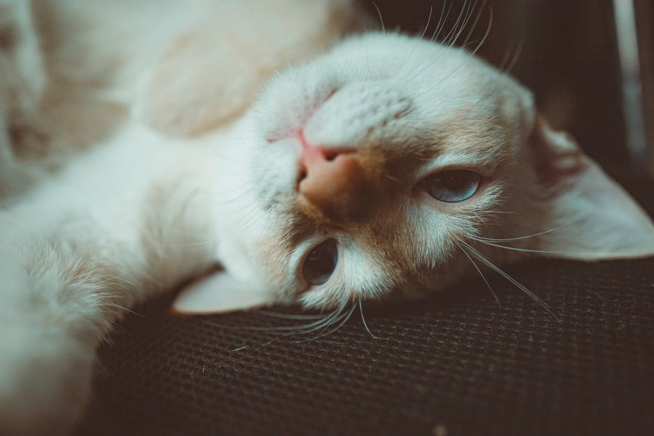 Charming portrait of a domestic cat lounging indoors with a relaxed pose and soft fur.