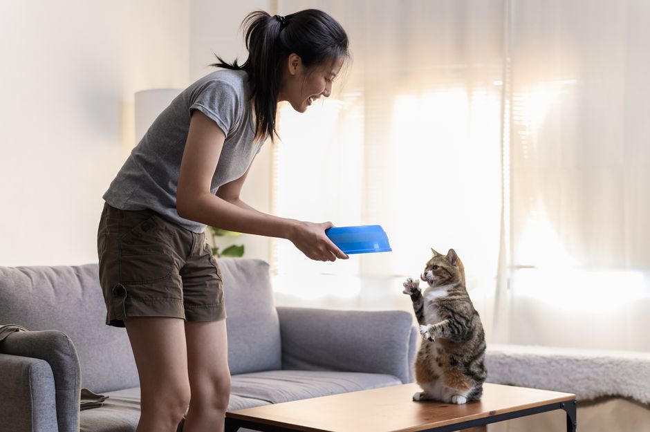 Woman engaging with her pet cat using a blue bowl on a living room table.