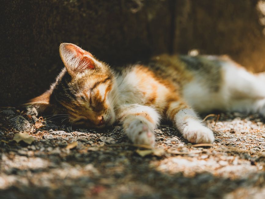 Best Automatic Cat Feeders for Multi-Cat Homes