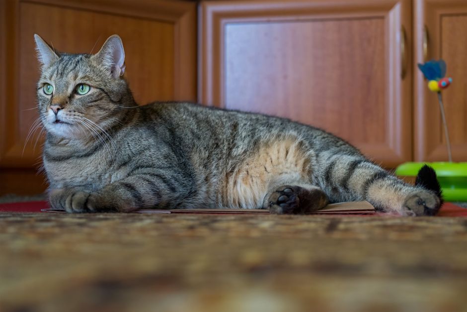 Best Automatic Cat Feeders For Multi-Cat Households: Best Automatic Cat Feeders for Multi-Cat Homes: Stop Food Theft