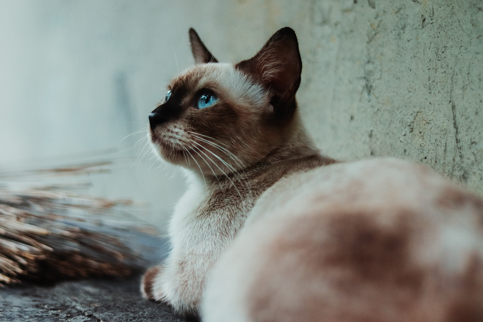 Best Automatic Cat Feeders For Multi-Cat Households: Best Automatic Cat Feeders for Multi-Cat Homes