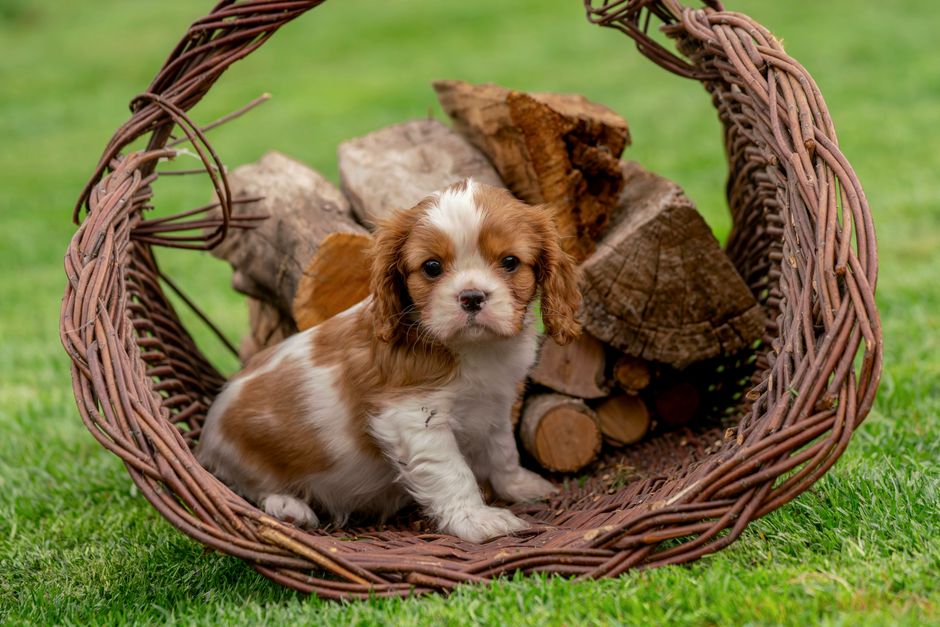 The Best Grain-Free Puppy Food: Blue Buffalo vs. Orijen