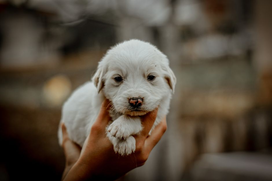 Cute white puppy being held outdoors, warm and loving atmosphere.