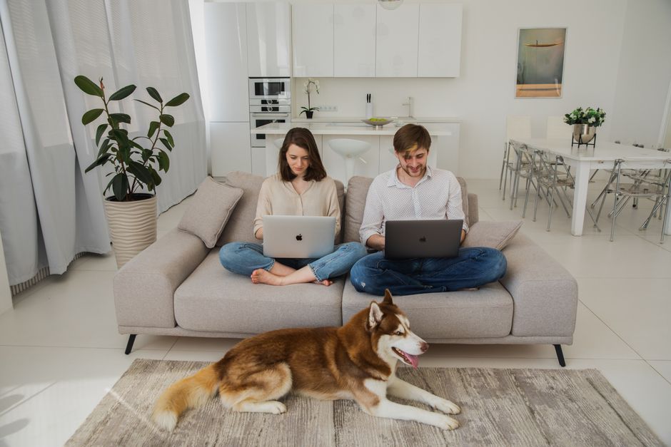 Best Pet Stain Remover For Carpet: Pet Stain Removers That Actually Work on Carpet
