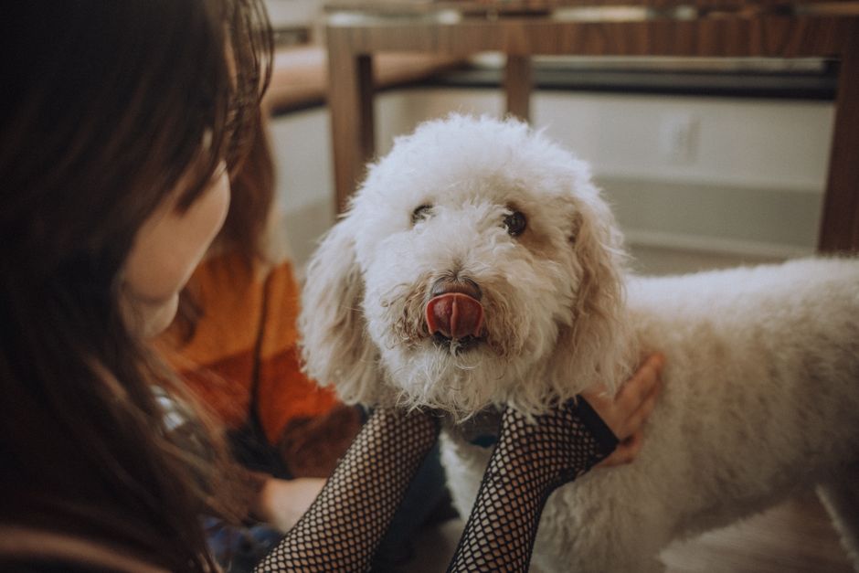 A fluffy white dog being lovingly embraced by owner indoors, creating a warm and cozy atmosphere.