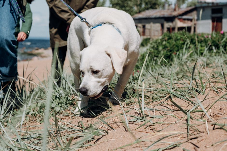 Blue Buffalo vs. Orijen Puppy Food: 2026 Verdict