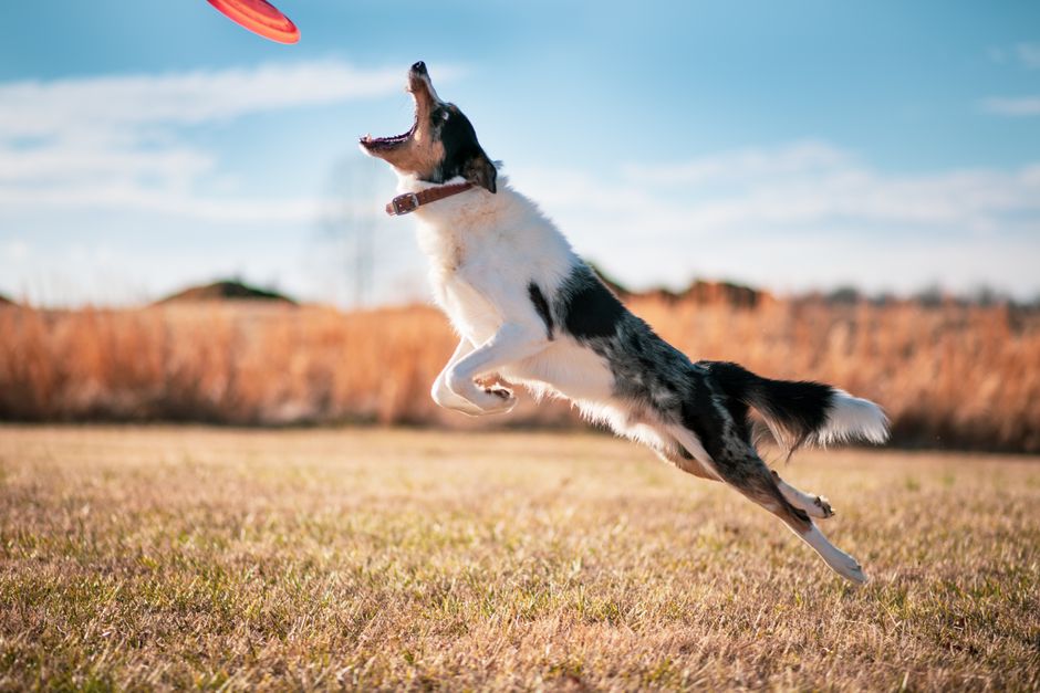 Energized border collie leaps for frisbee in sunny field, showcasing agility and joy.
