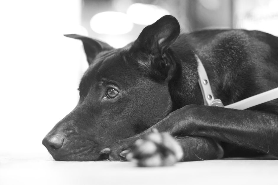 Black dog resting on the floor indoors, captured in a serene black-and-white portrait.