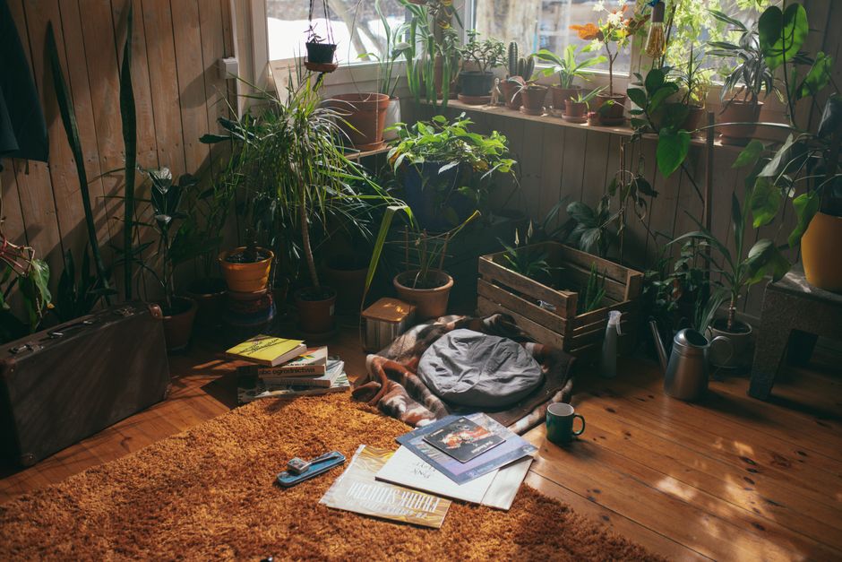 A warm interior with potted plants, books, and a carpet, capturing a cozy atmosphere.
