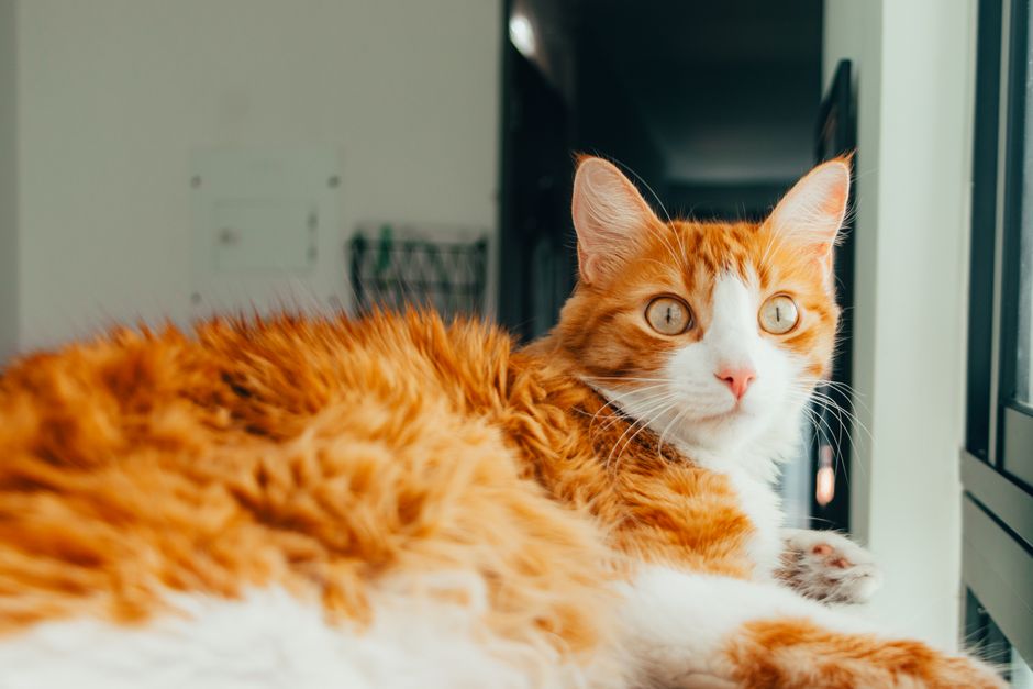 Cat UTI Diet: Honest Results and Vet-Safe Steps