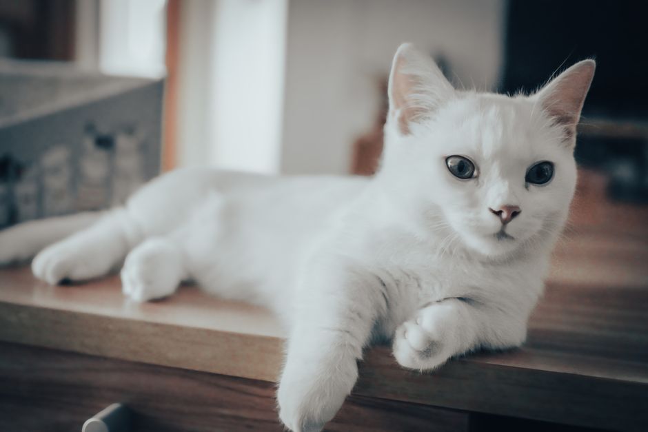 Cat UTI Diet: What Helped My Cat and What Didn’t