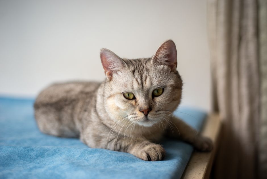 Portrait of a British Shorthair cat resting indoors on a blue bed.
