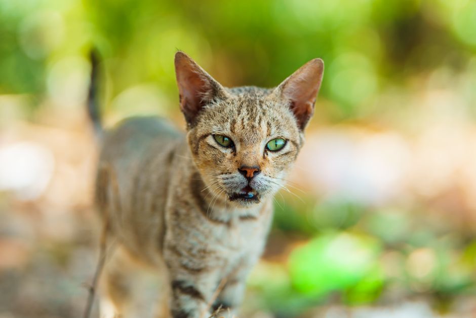 Portrait of a domestic cat in a garden setting with bright, soft focus background.