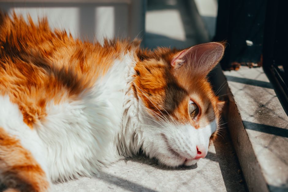 A ginger and white cat basks in warm sunlight indoors, showcasing its fluffy fur and peaceful demeanor.