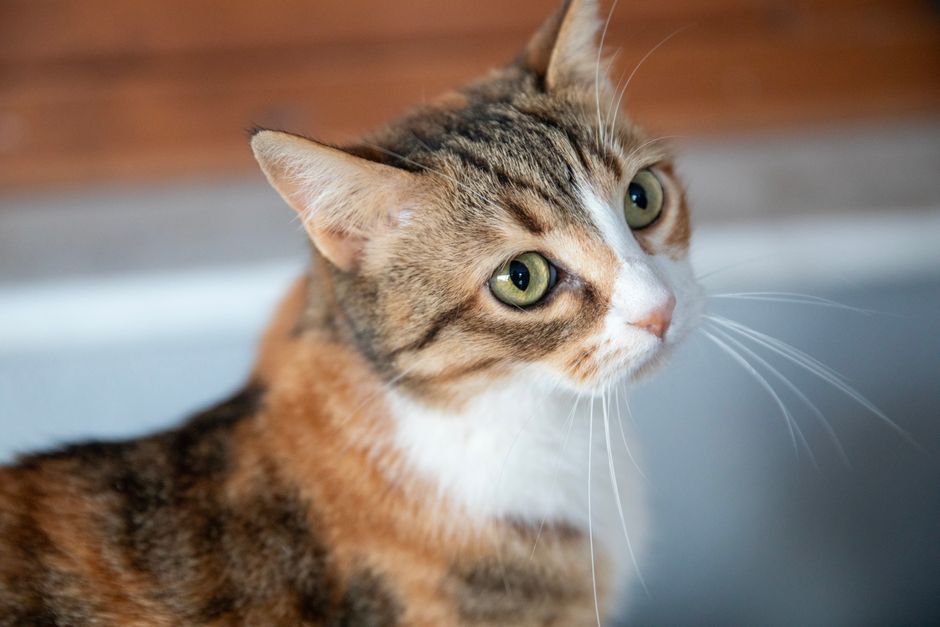 Charming close-up of a calico cat with striking green eyes and a curious expression.