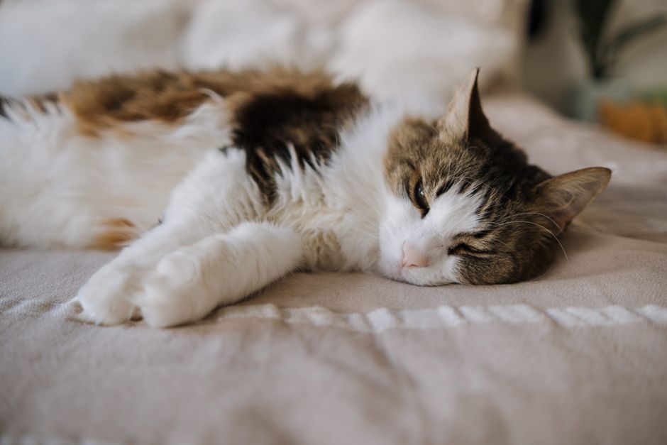 A fluffy cat resting comfortably on a soft bed indoors, showing a serene and calm mood.