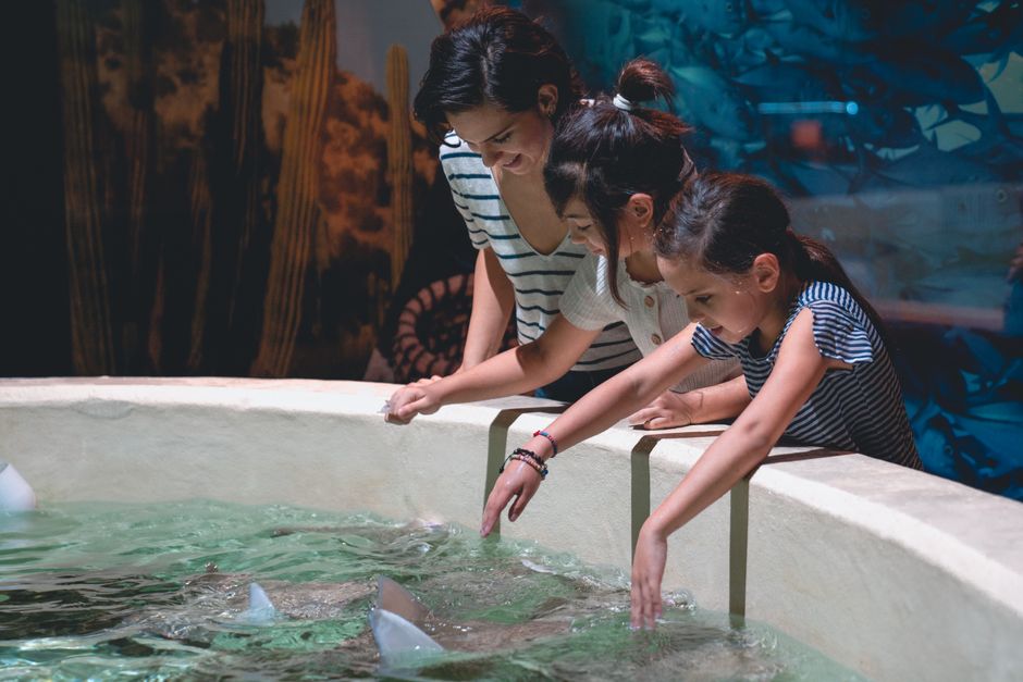 Children looking at fish in an aquarium