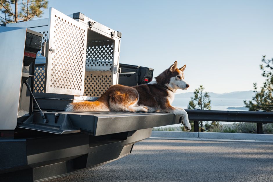 A Siberian husky relaxes on a truck tailgate with Lake Tahoe views.