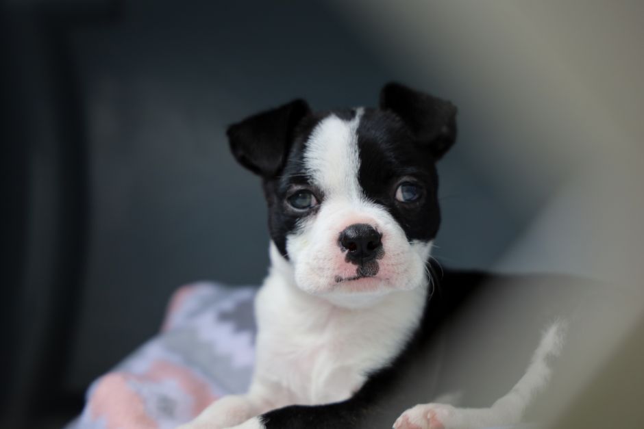 Close-up of an adorable black and white Boston Terrier puppy looking at the camera.