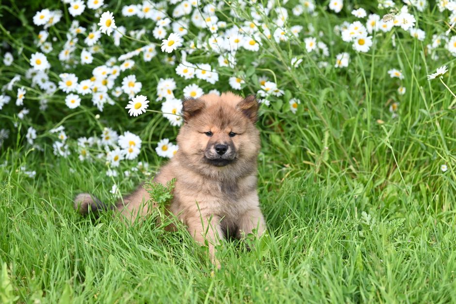 Fluffy puppy sitting in a lush green field surrounded by daisies, enjoying a sunny summer day.