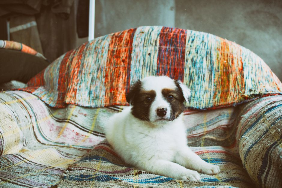 A cute white puppy lying on a multicolored sofa indoors.