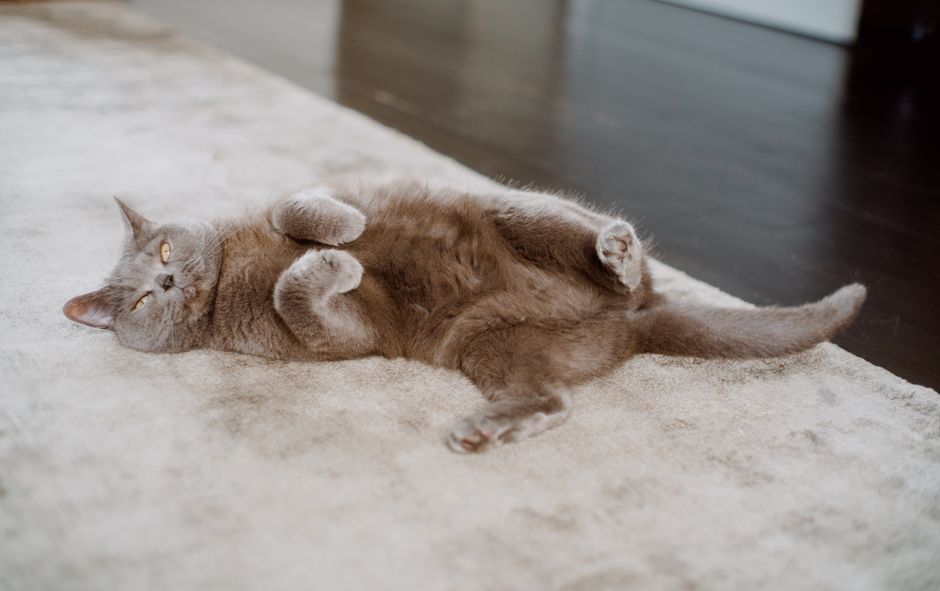 A cute British Shorthair cat relaxing playfully on a carpet indoors.