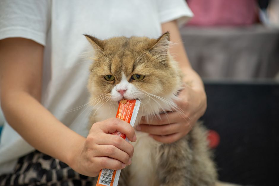 A cute Persian cat being fed a treat by a person indoors. Capturing a cozy moment.