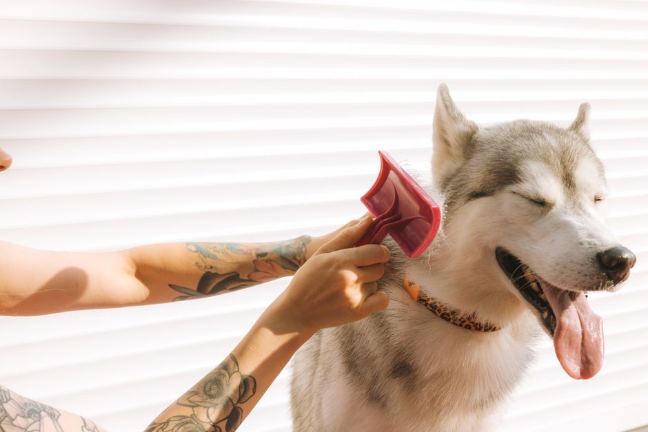 Dyson Pet Grooming Kit Vs Furminator: Dyson Pet Grooming Kit vs. Furminator: Best for Long-Haired Dogs
