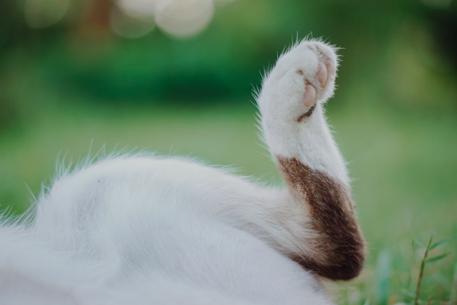 A close-up of a cat's paw raised in a peaceful garden, conveying tranquility and cuteness.