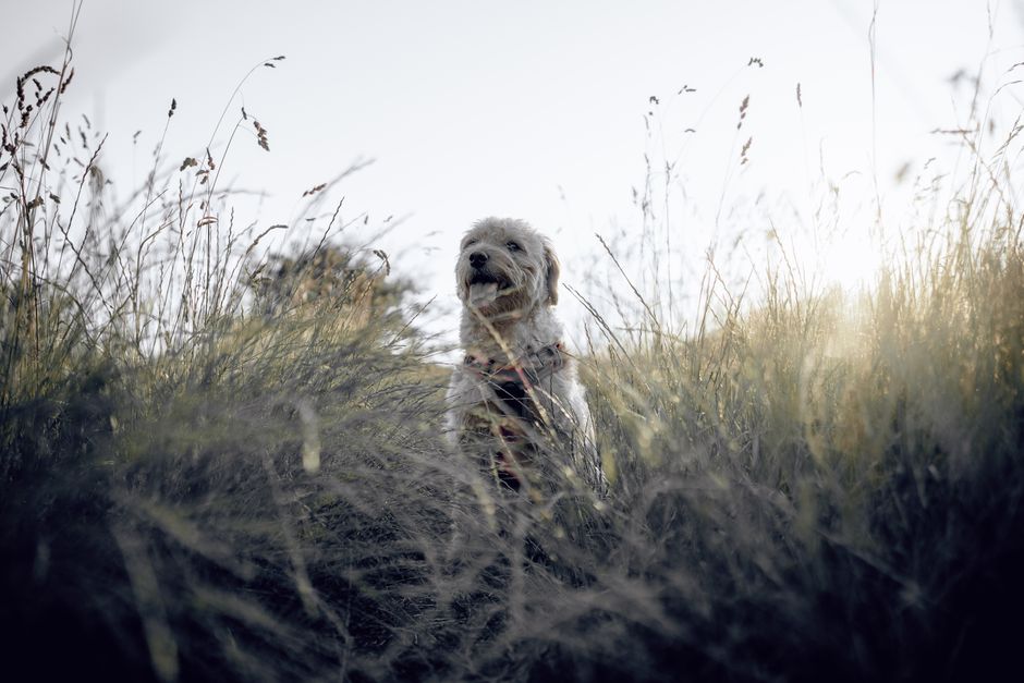 A dog stands amidst tall grass in a sunny outdoor meadow, captured during daytime.