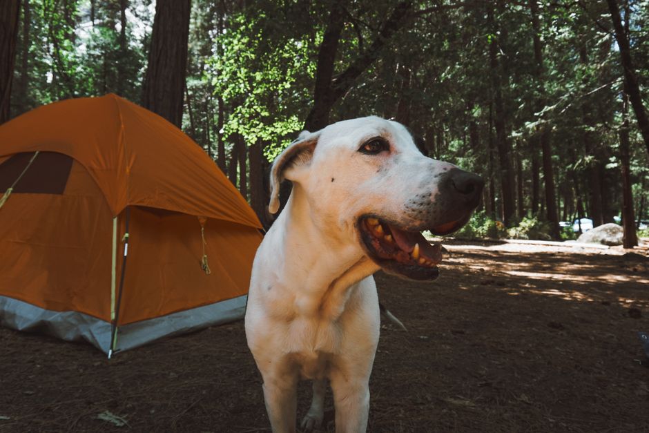 Adorable dog enjoying outdoor camping in Yosemite with tent backdrop.