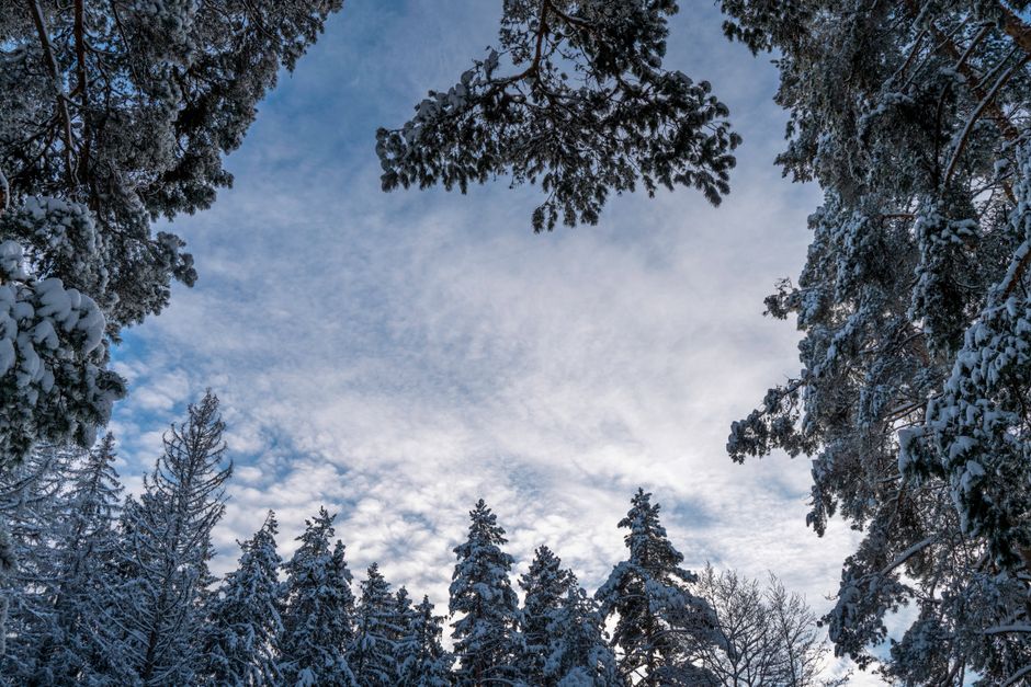 Beautiful winter forest with snow-covered trees under a clear blue sky.